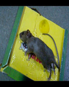 Reusable Expert Mouse & Rat Glue Trap – Heavy Duty, Strong Adhesive, Pre-Baited, Non-Toxic, Odorless, Child-Safe Pest Control for Rodents, Insects, and Bugs